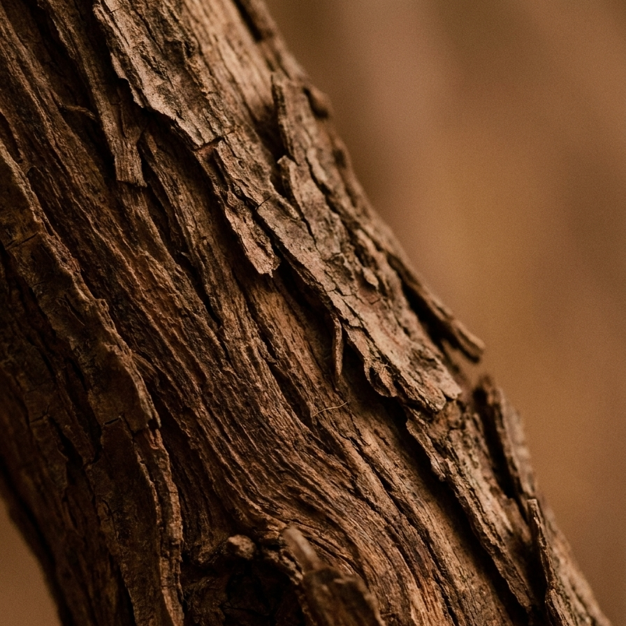 Warm woods and bark — the note behind the Emberwood scent